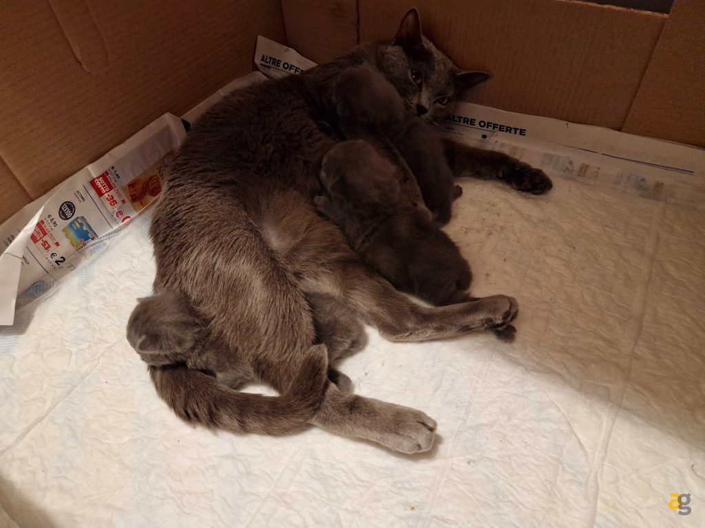 recensione-galaxy-s22-ultra-samsung