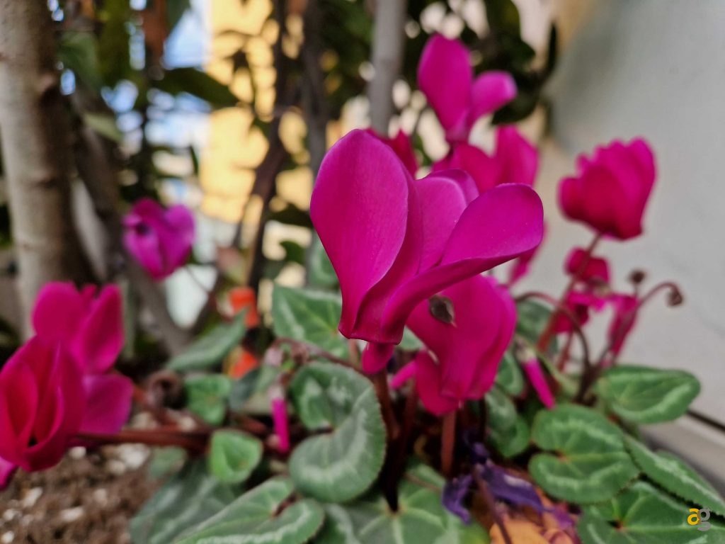 confronto-smartphone-top-gamma-2022-s22-ultra-realme-gt2-pro-moto-edge30-pro-oppo-find-x5pro