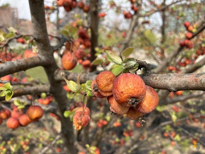 recensione-iphone-se-2022