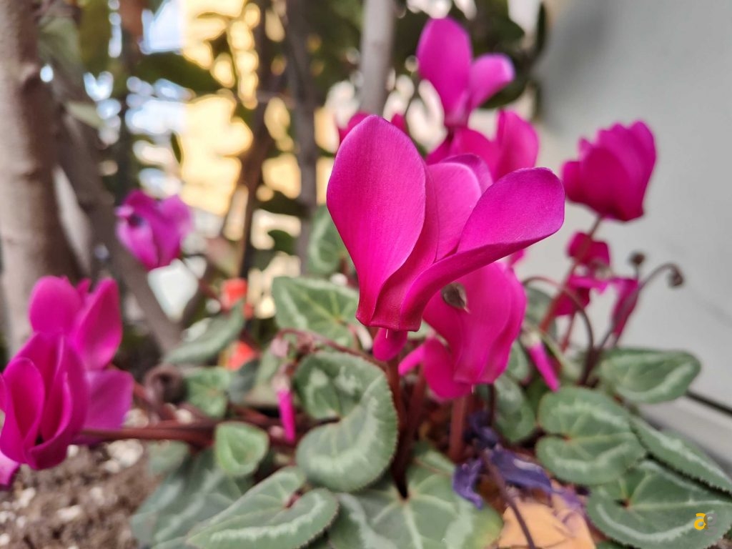 confronto-smartphone-top-gamma-2022-s22-ultra-realme-gt2-pro-moto-edge30-pro-oppo-find-x5pro