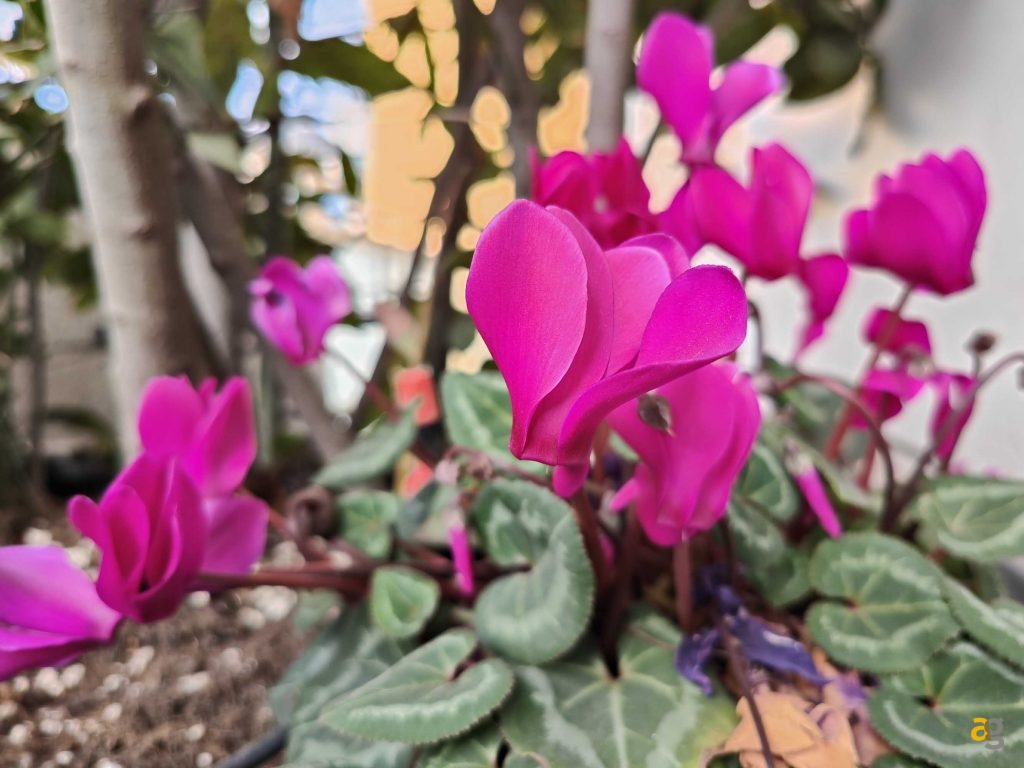 confronto-smartphone-top-gamma-2022-s22-ultra-realme-gt2-pro-moto-edge30-pro-oppo-find-x5pro