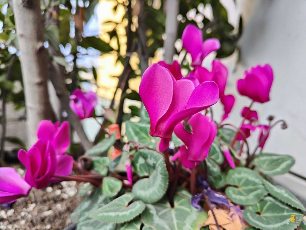 confronto-smartphone-top-gamma-2022-s22-ultra-realme-gt2-pro-moto-edge30-pro-oppo-find-x5pro