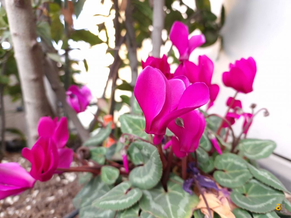 confronto-smartphone-top-gamma-2022-s22-ultra-realme-gt2-pro-moto-edge30-pro-oppo-find-x5pro