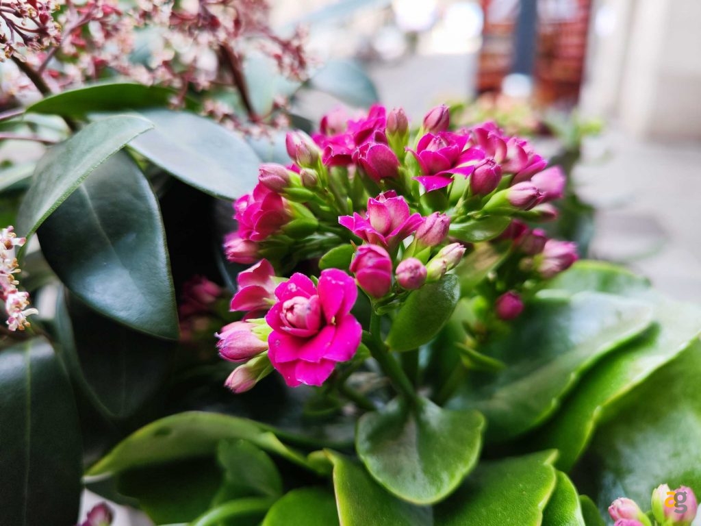 recensione-xiaomi-12-pro