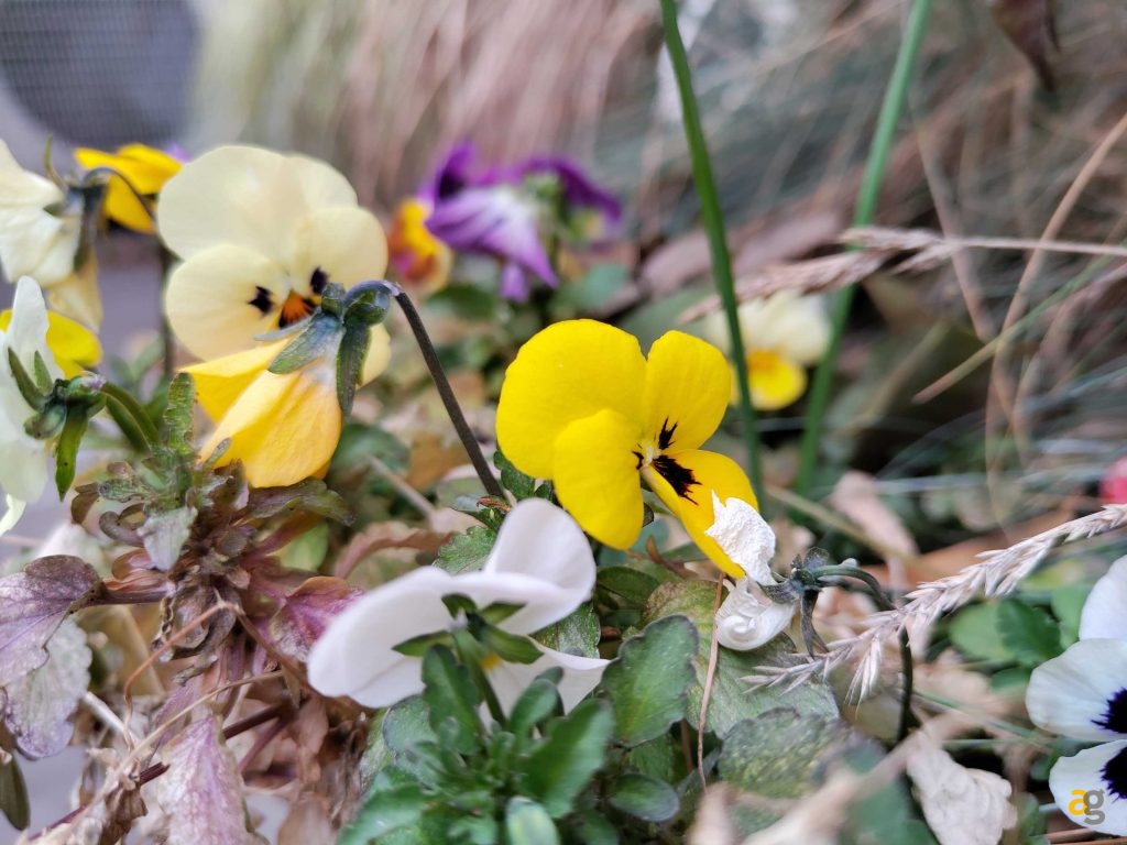 xiaomi-12-12pro-12x-watch-s1-buds-3tpro