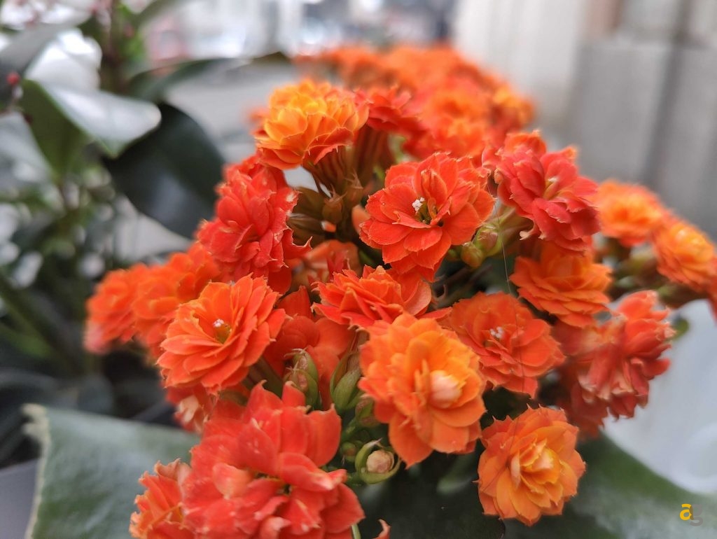 recensione-oneplus-10-pro