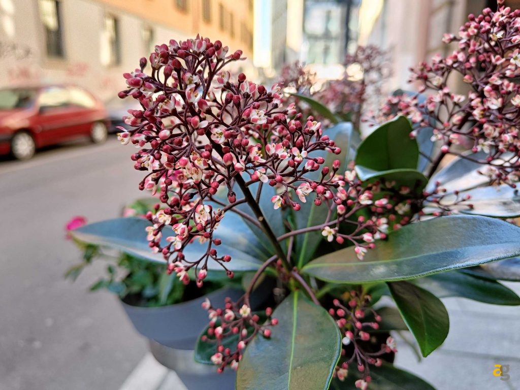 confronto-realme-9-pro-9pro-9i