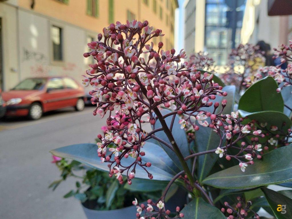 confronto-realme-9-pro-9pro-9i