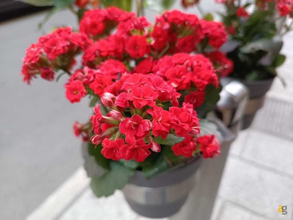 quale-comprare-confronto-xiaomi-redmi-note-11