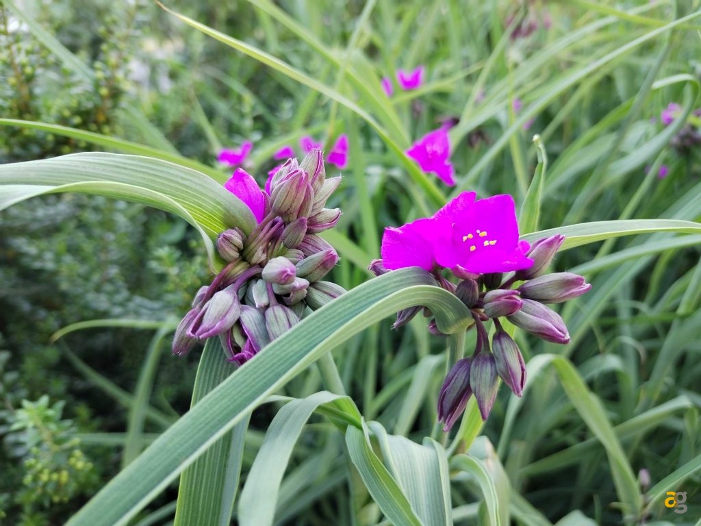 budget-249-euro-smartphone-realme-9-honor-x8-xiaomi-redmi-note-11s