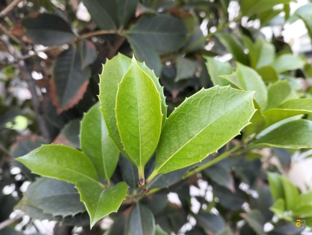 recensione-realme-9-5g