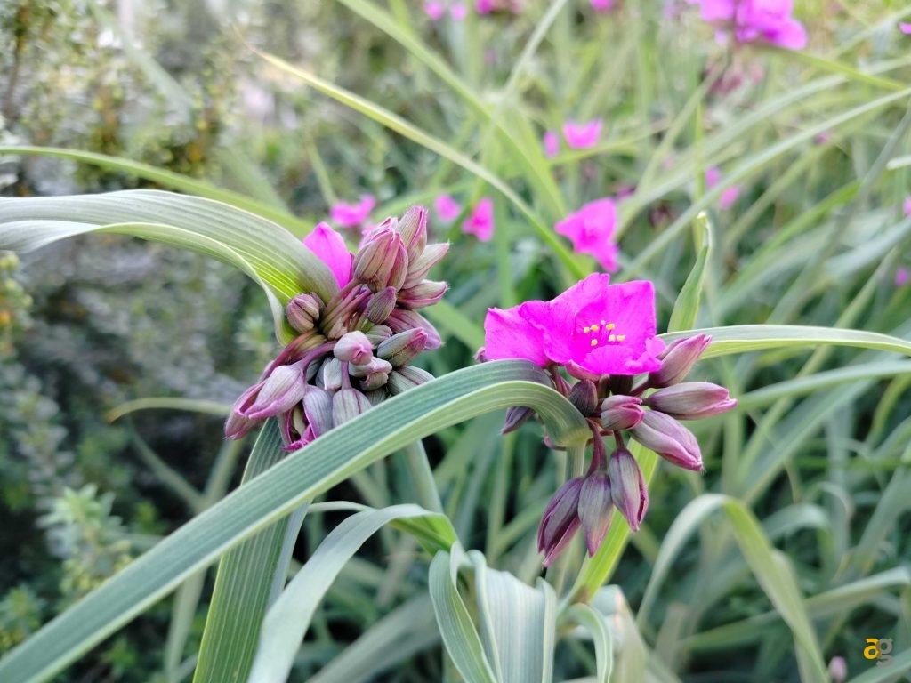 budget-249-euro-smartphone-realme-9-honor-x8-xiaomi-redmi-note-11s