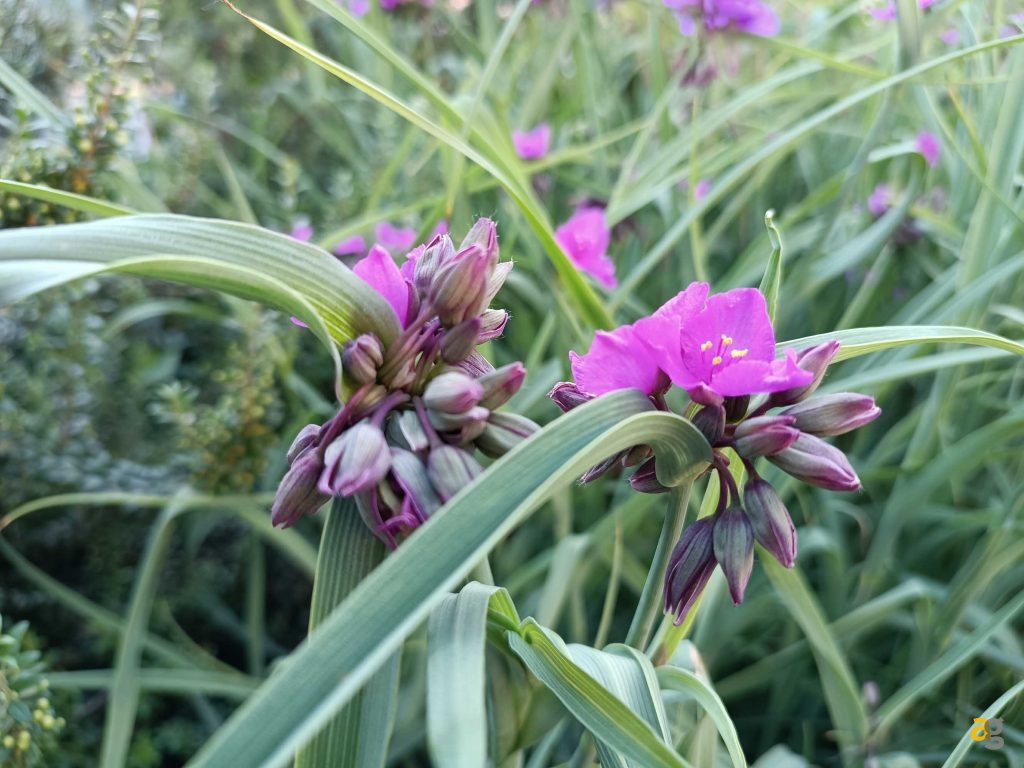 budget-249-euro-smartphone-realme-9-honor-x8-xiaomi-redmi-note-11s