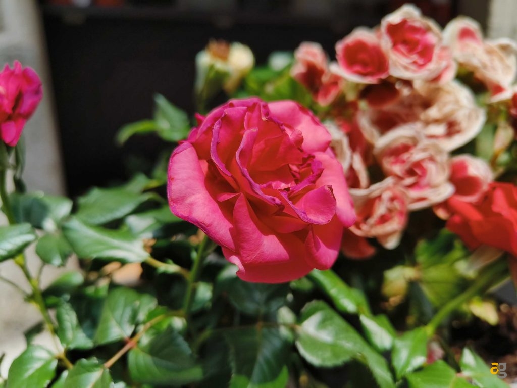 confronto-medi-alti-gamma-realme-gt-neo3-3t-s22-xiaomi-12