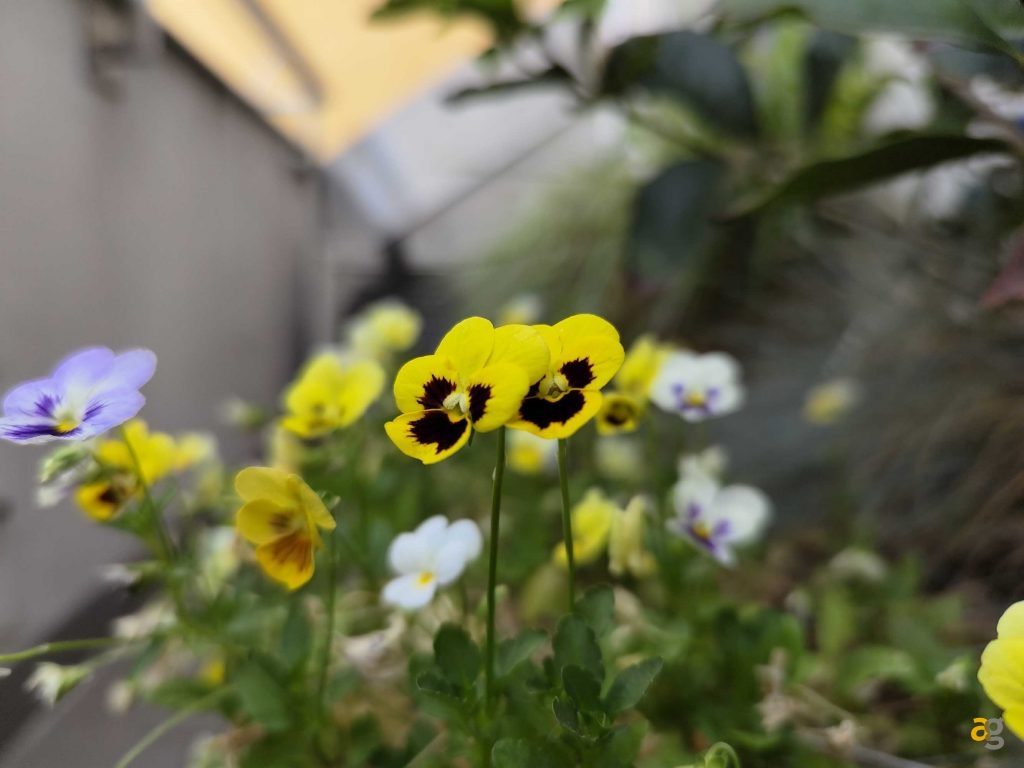 recensione-vivo-x80-pro