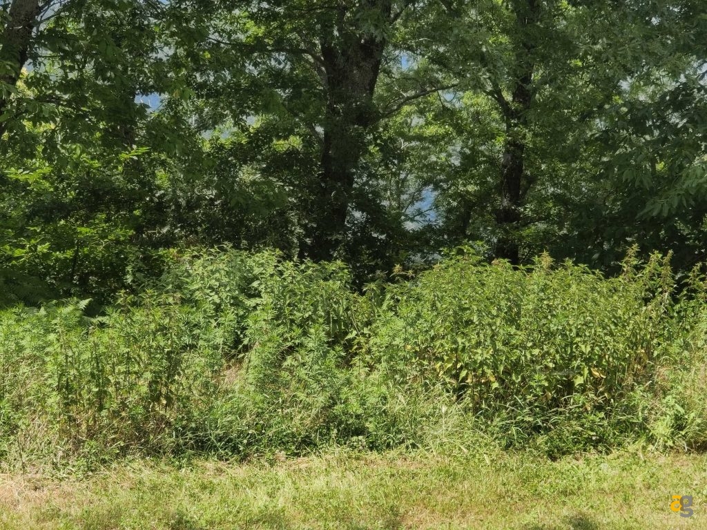 recensione-vivo-x80-pro