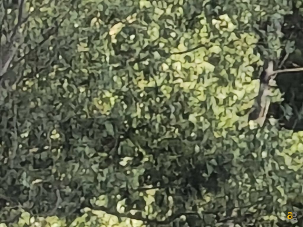 recensione-vivo-x80-pro