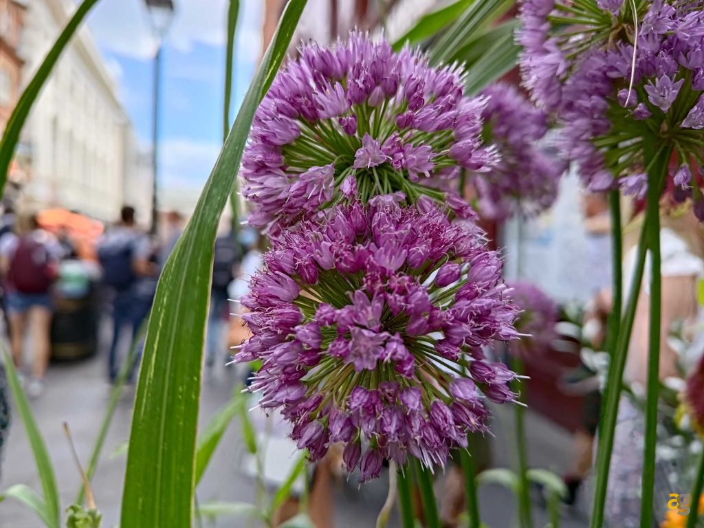 recensione-asus-zenfone-9