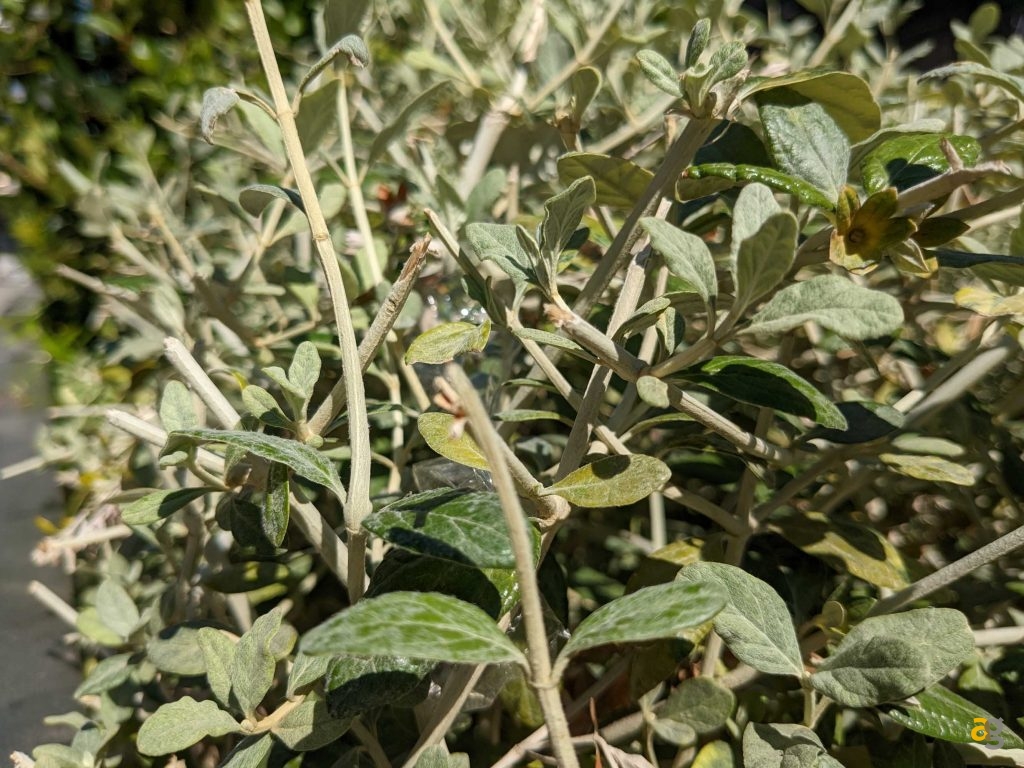 confronto-migliori-telefoni-compatti-iphone-13-mini-galaxy-flip4-pixel-6a-zenfone-9