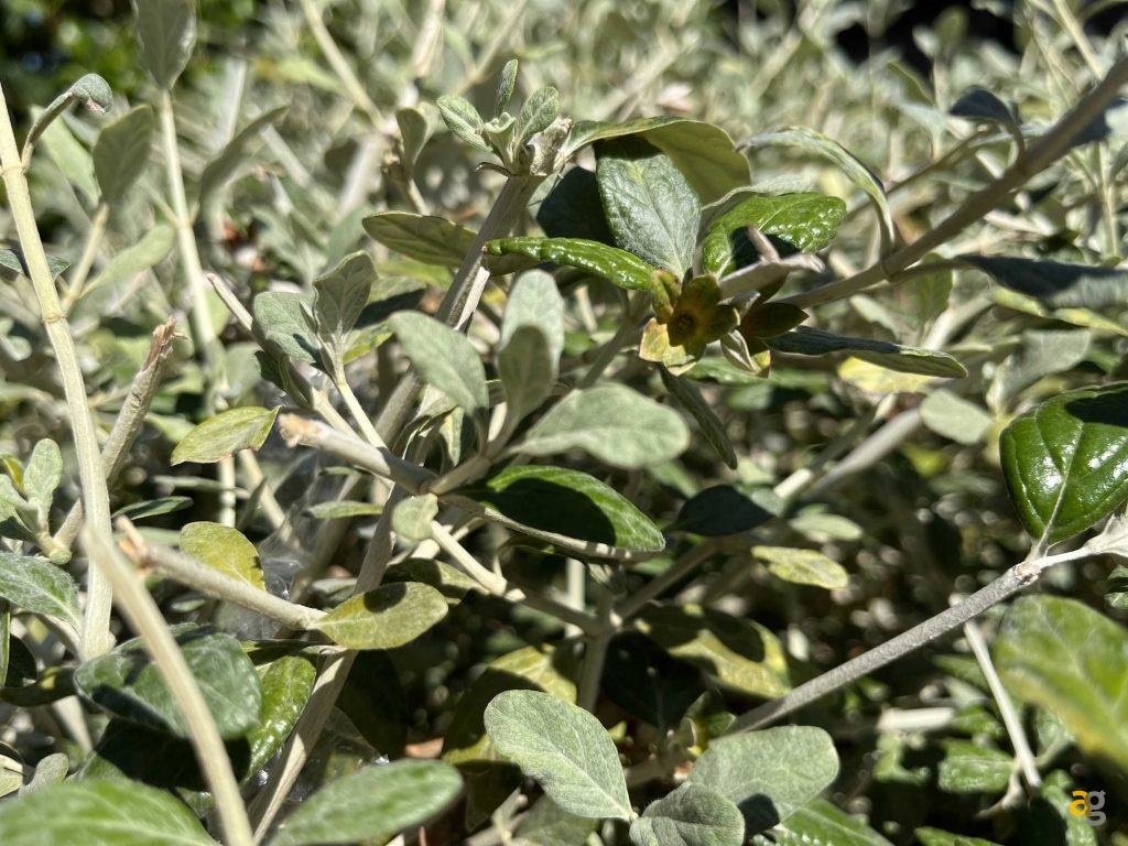 confronto-migliori-telefoni-compatti-iphone-13-mini-galaxy-flip4-pixel-6a-zenfone-9