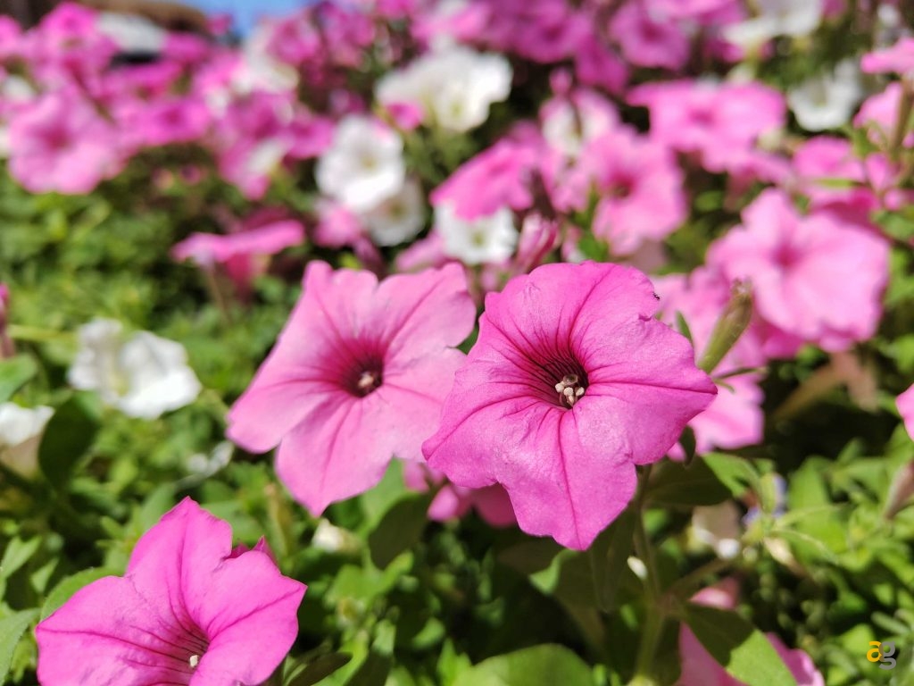 recensione-nothing-phone-1