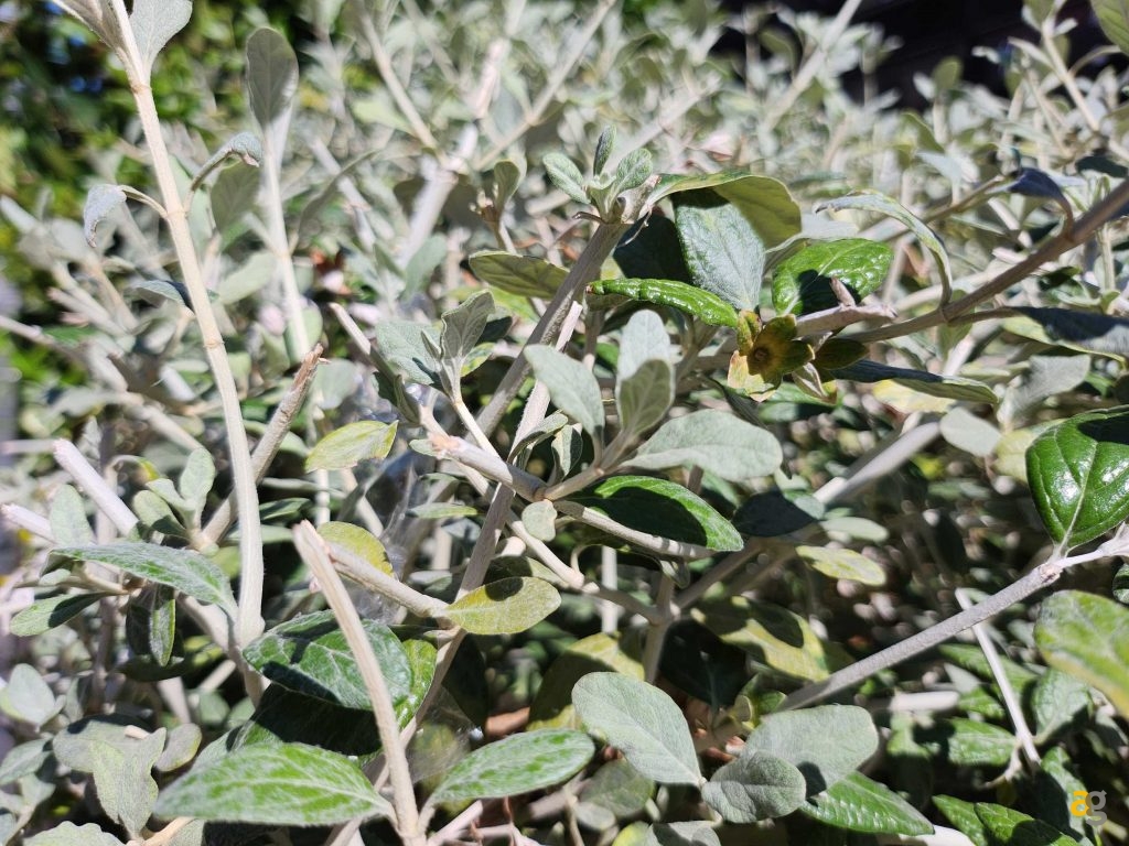 confronto-migliori-telefoni-compatti-iphone-13-mini-galaxy-flip4-pixel-6a-zenfone-9