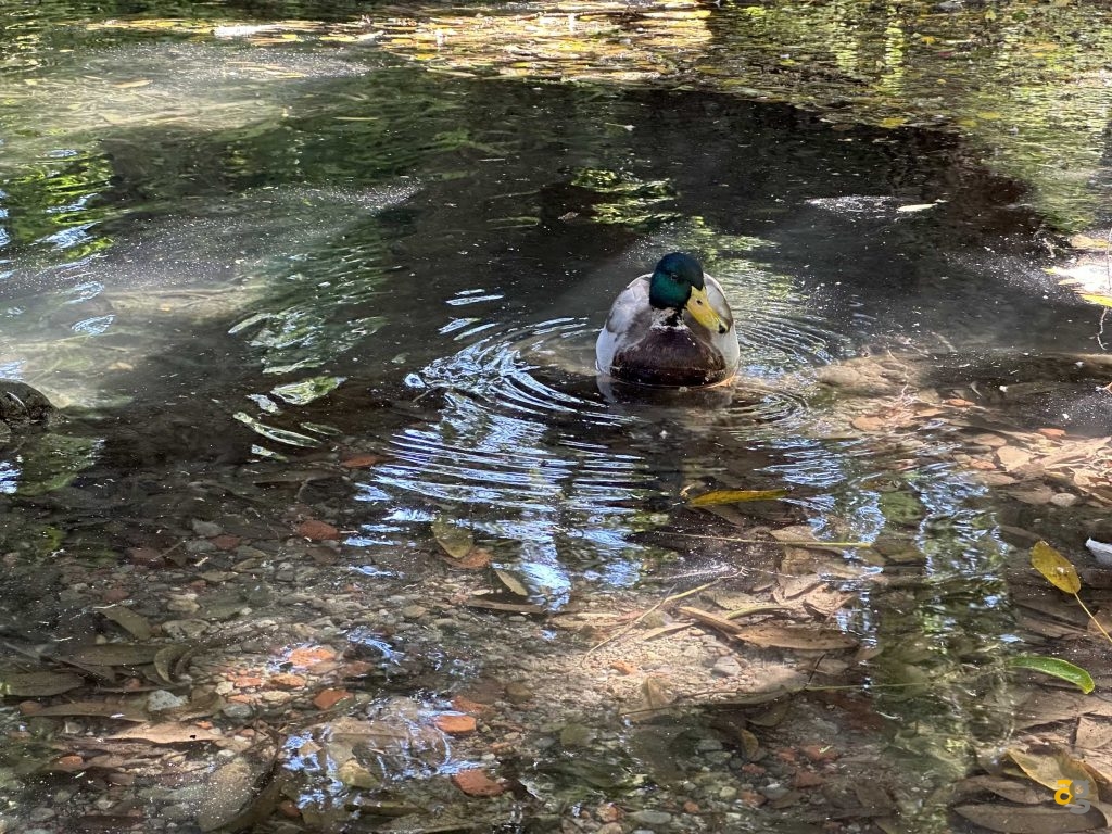 recensione-iphone-14-pro