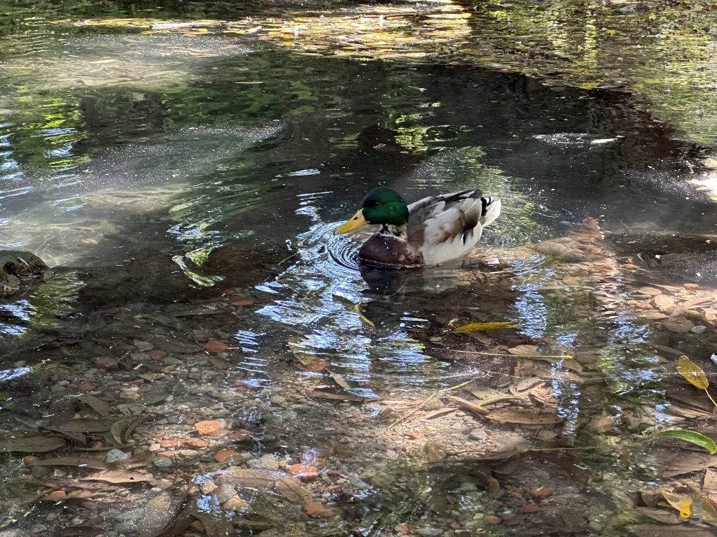 recensione-iphone-14-pro