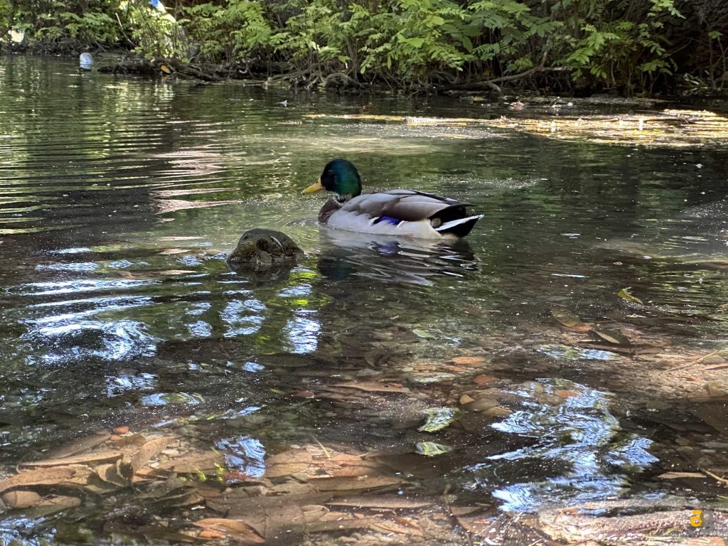 recensione-iphone-14-pro