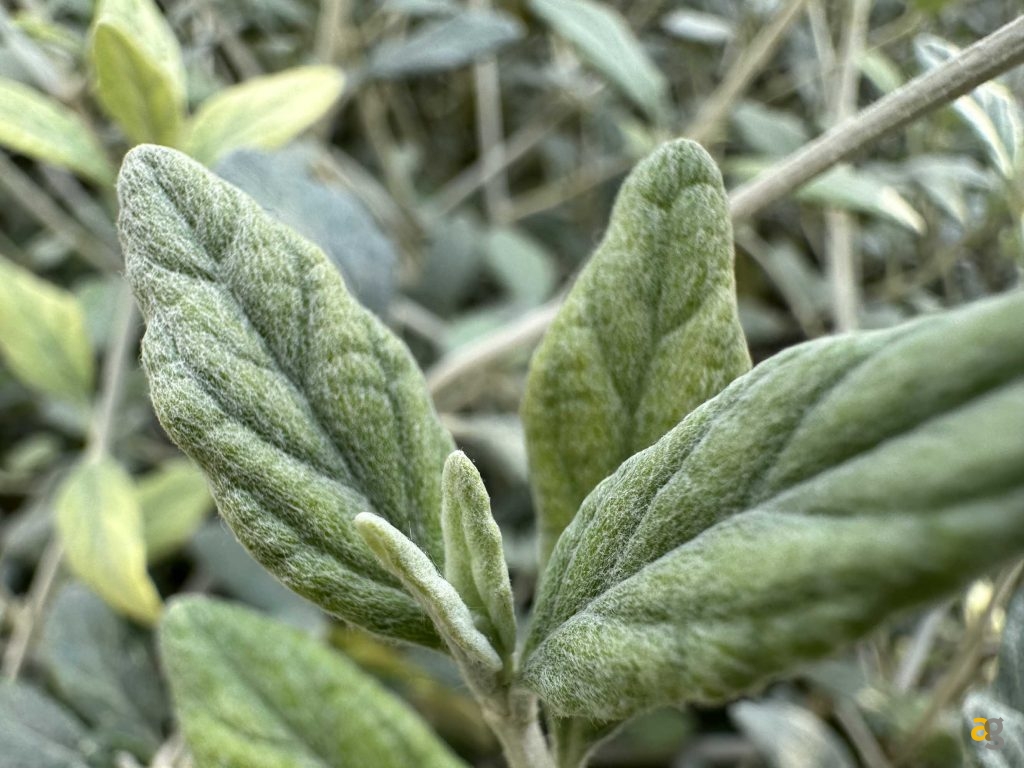 iphone-14-pro-galaxy-s22-ultra-pixel-7-pro-confronto-foto-software-prestazioni