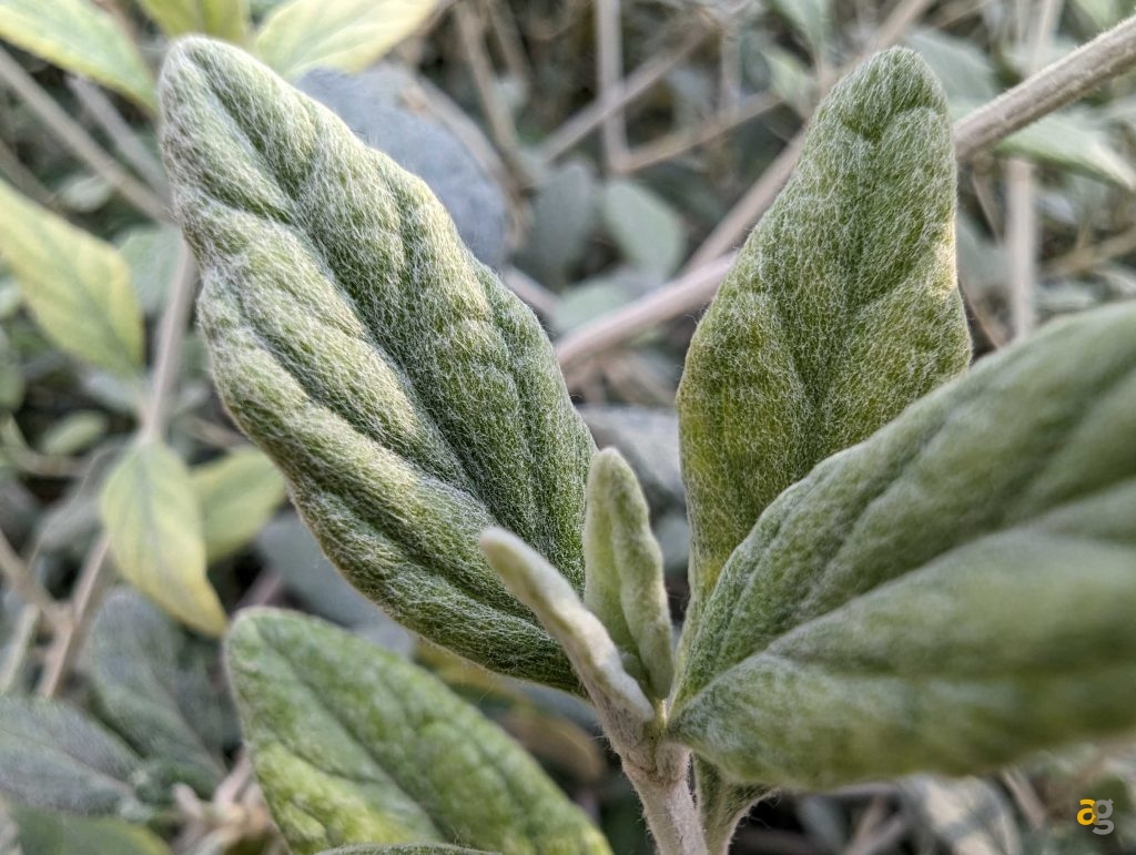 iphone-14-pro-galaxy-s22-ultra-pixel-7-pro-confronto-foto-software-prestazioni