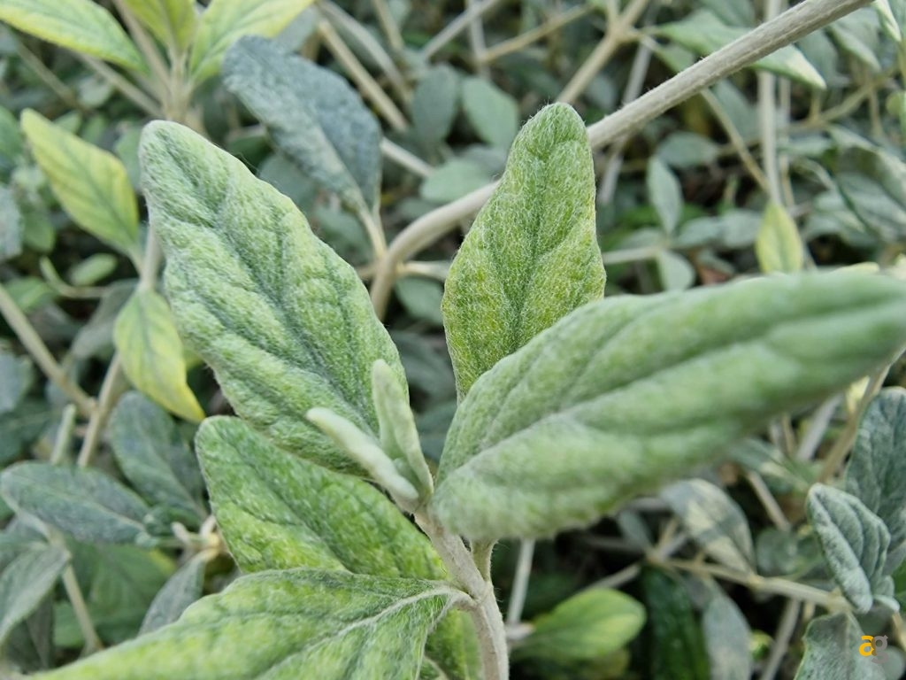 iphone-14-pro-galaxy-s22-ultra-pixel-7-pro-confronto-foto-software-prestazioni