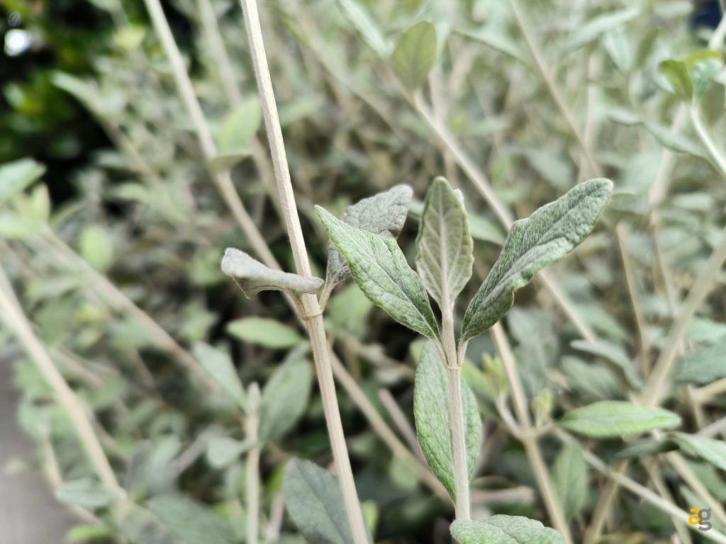 recensione-xiaomi-12t