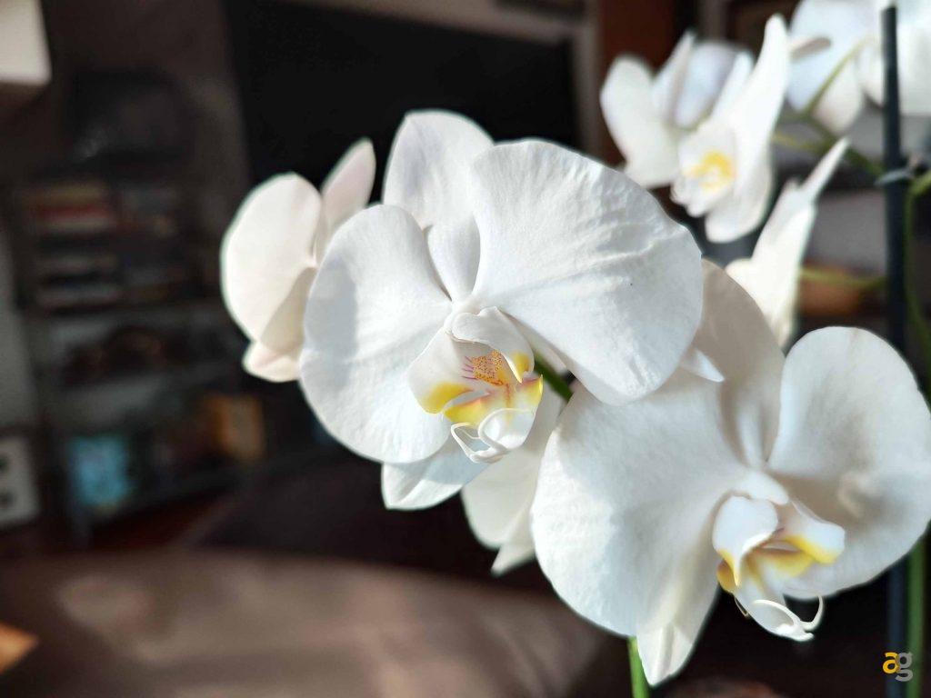 recensione-xiaomi-12t-pro