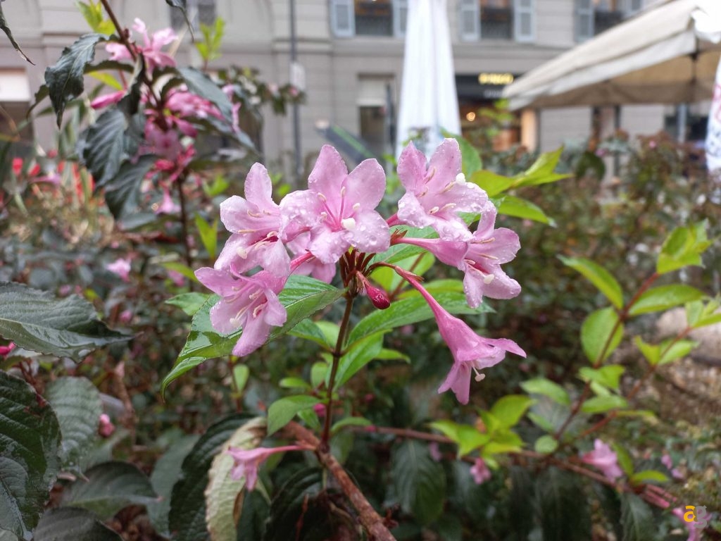 migliori-smartphone-low-cost-2022