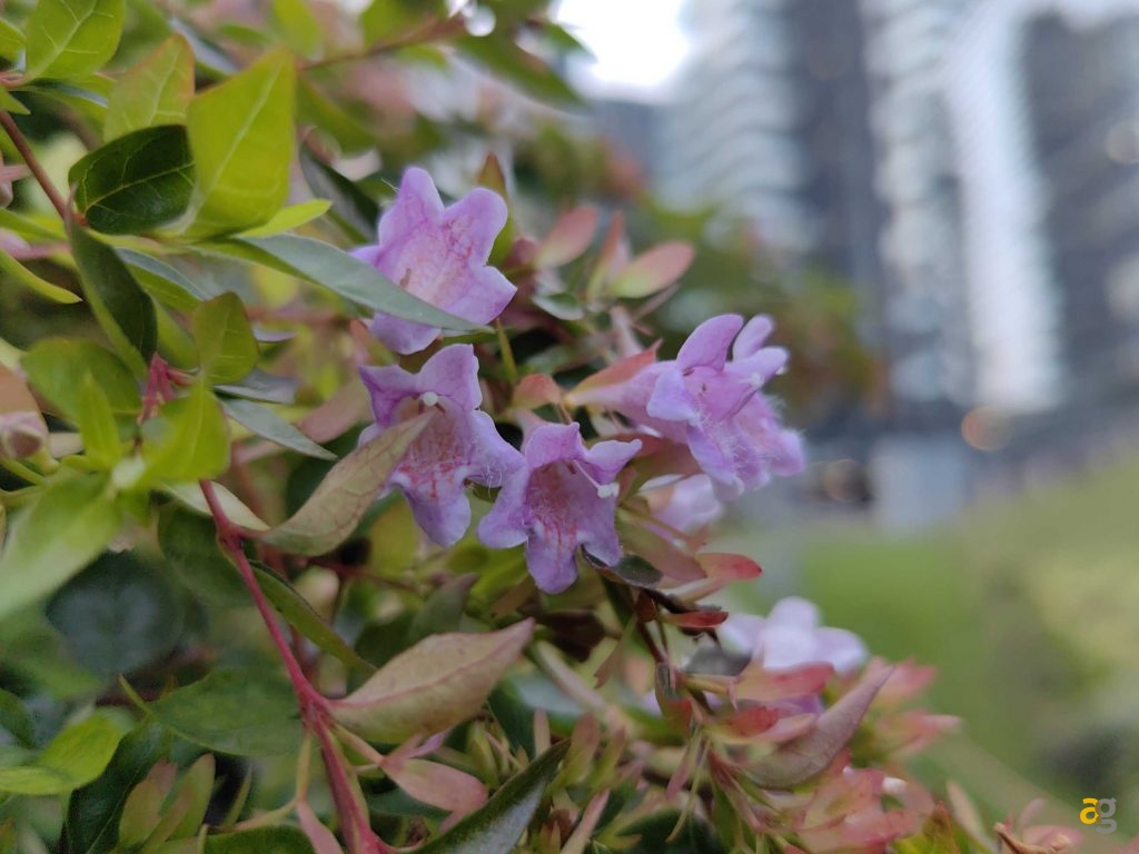 recensione-huawei-mate-50-pro