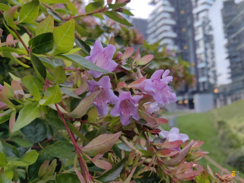 recensione-huawei-mate-50-pro