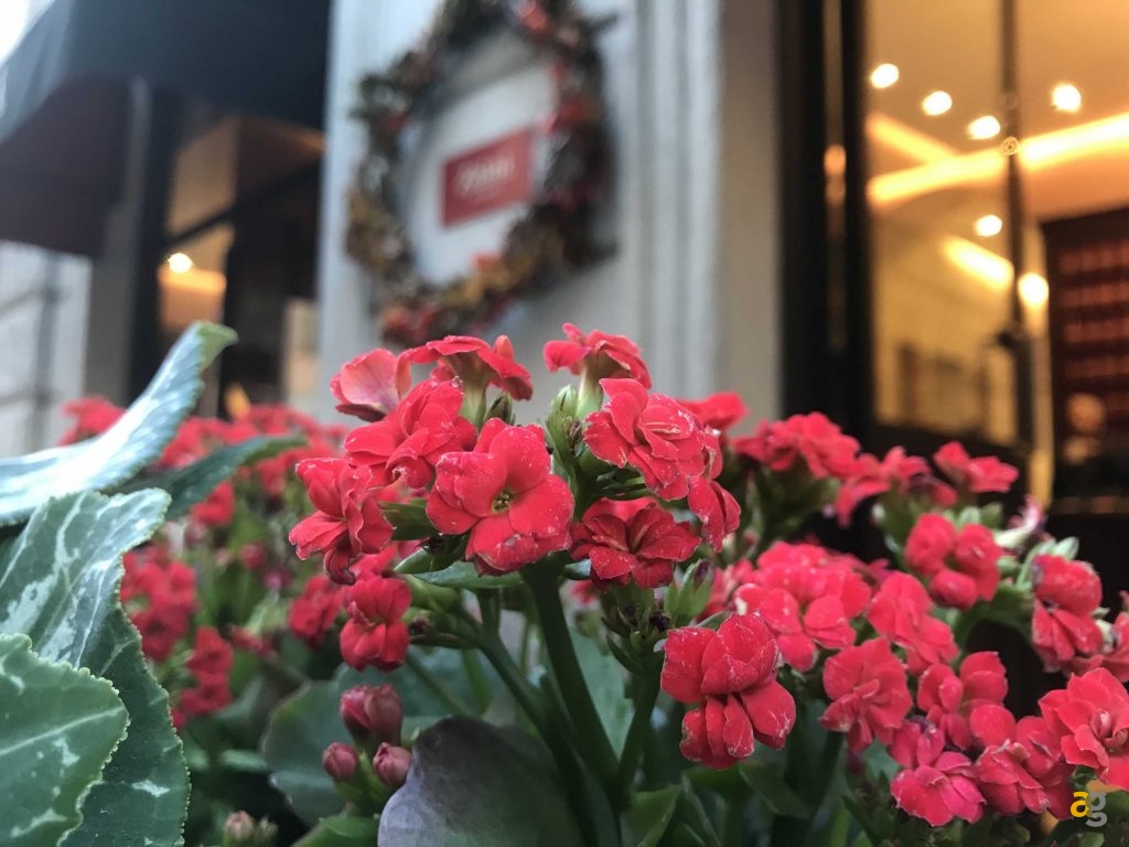 quale-iphone-comprare-per-studenti-muletto-pro