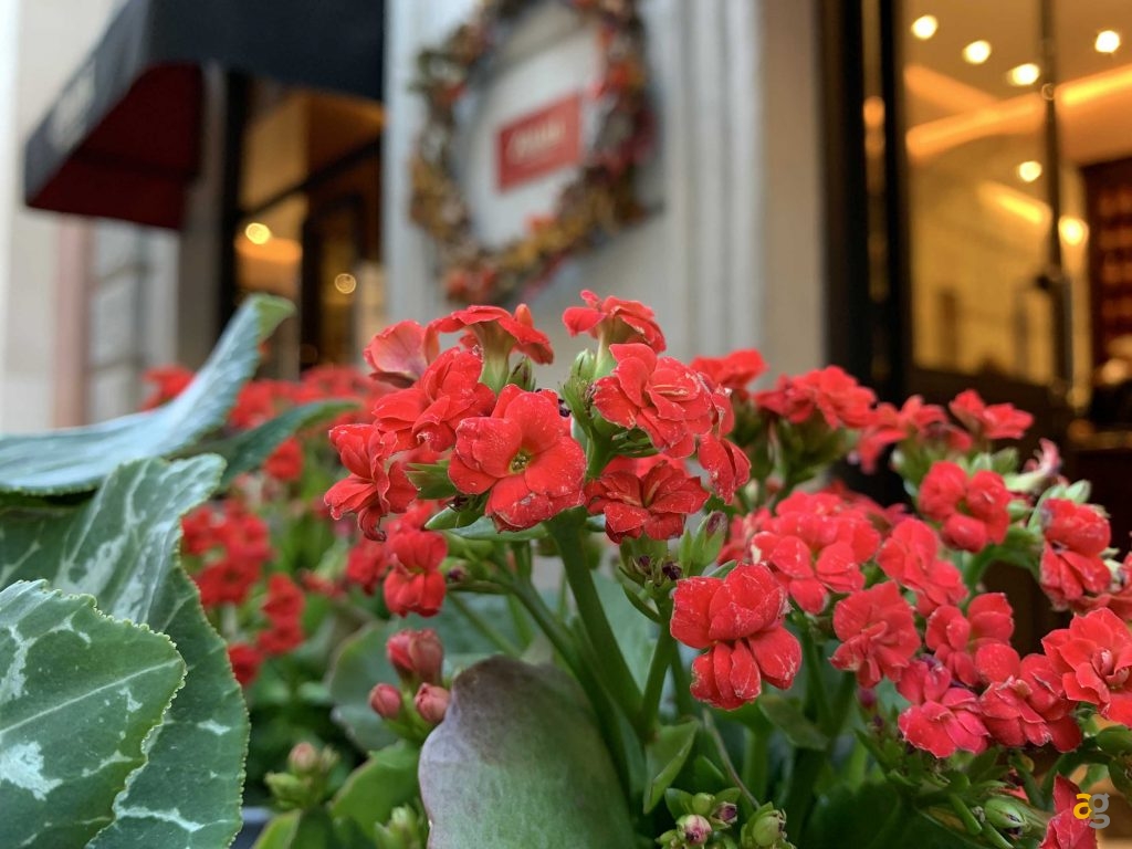 quale-iphone-comprare-per-studenti-muletto-pro