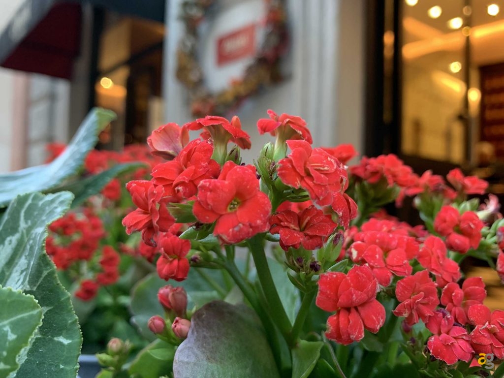 quale-iphone-comprare-per-studenti-muletto-pro