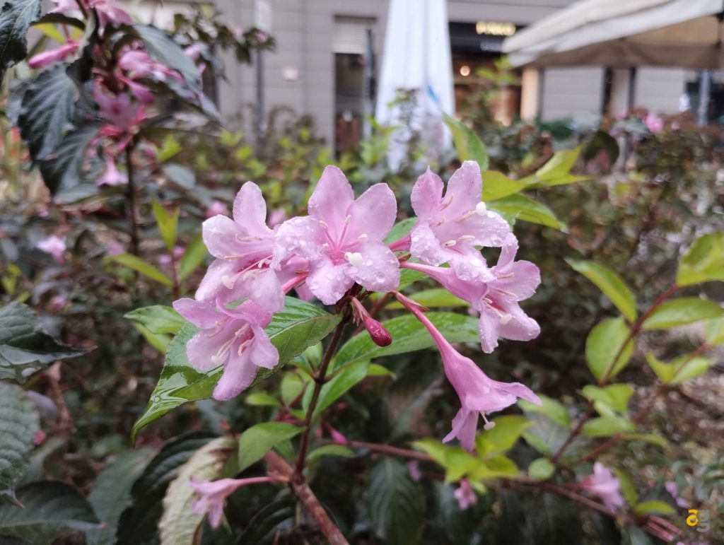 migliori-smartphone-low-cost-2022