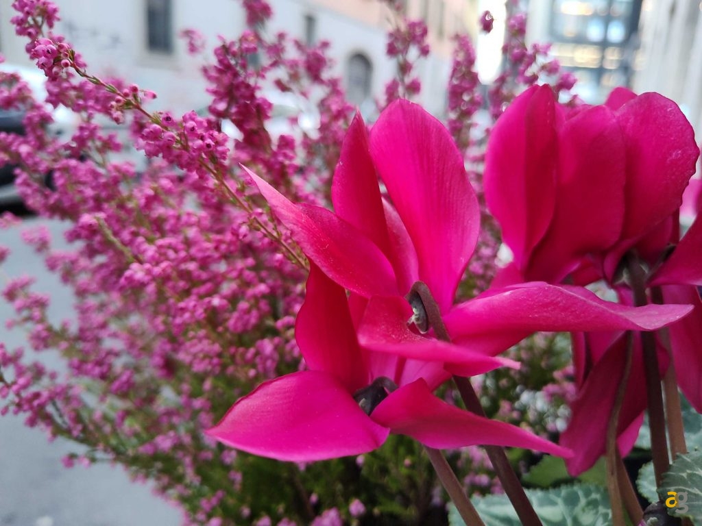 recensione-motorola-razr-2022