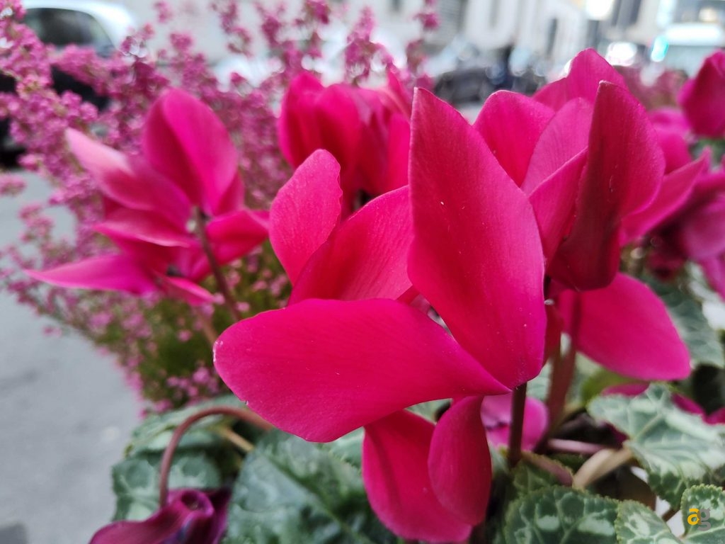 recensione-motorola-razr-2022