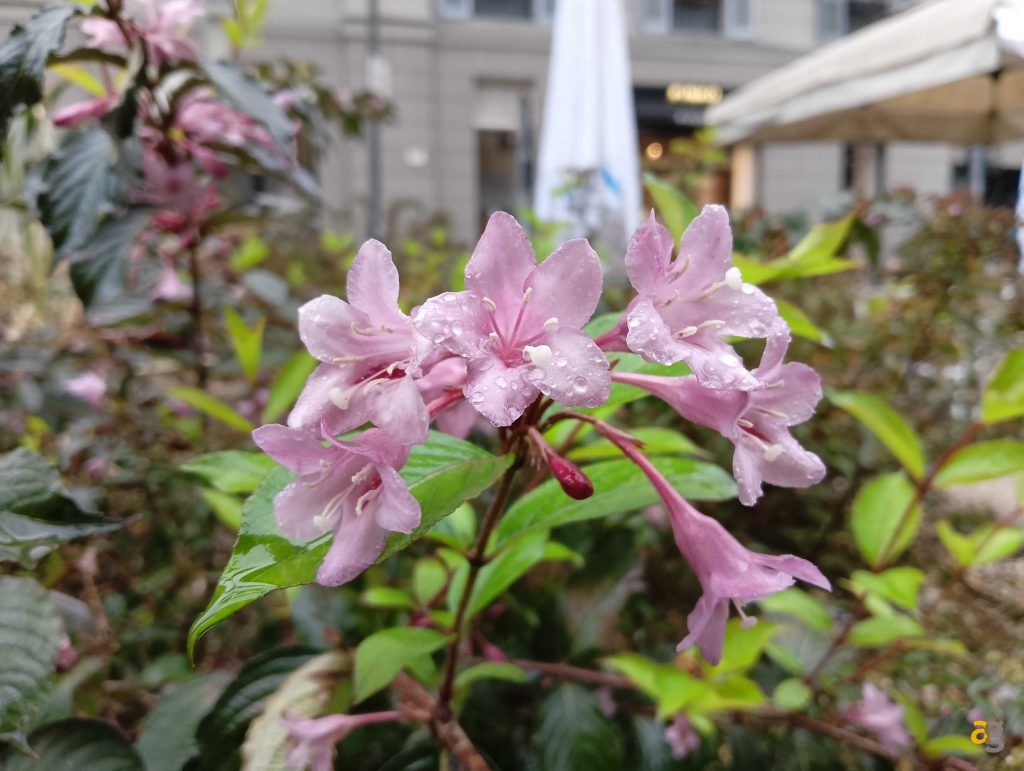 migliori-smartphone-low-cost-2022