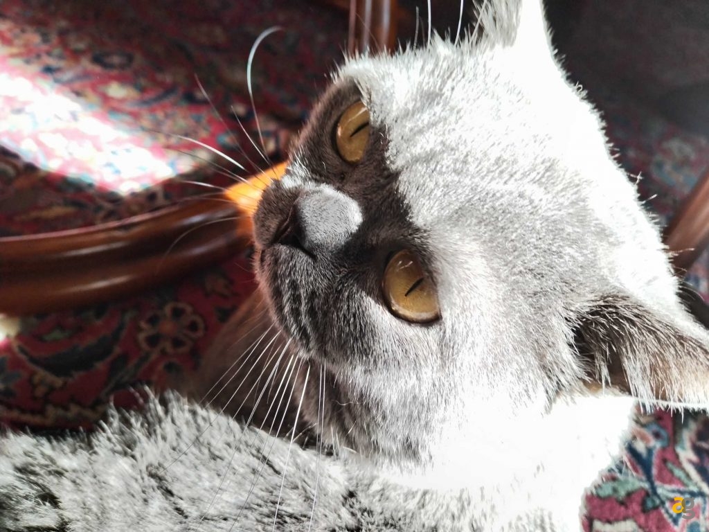 recensione-honor-magic5-lite