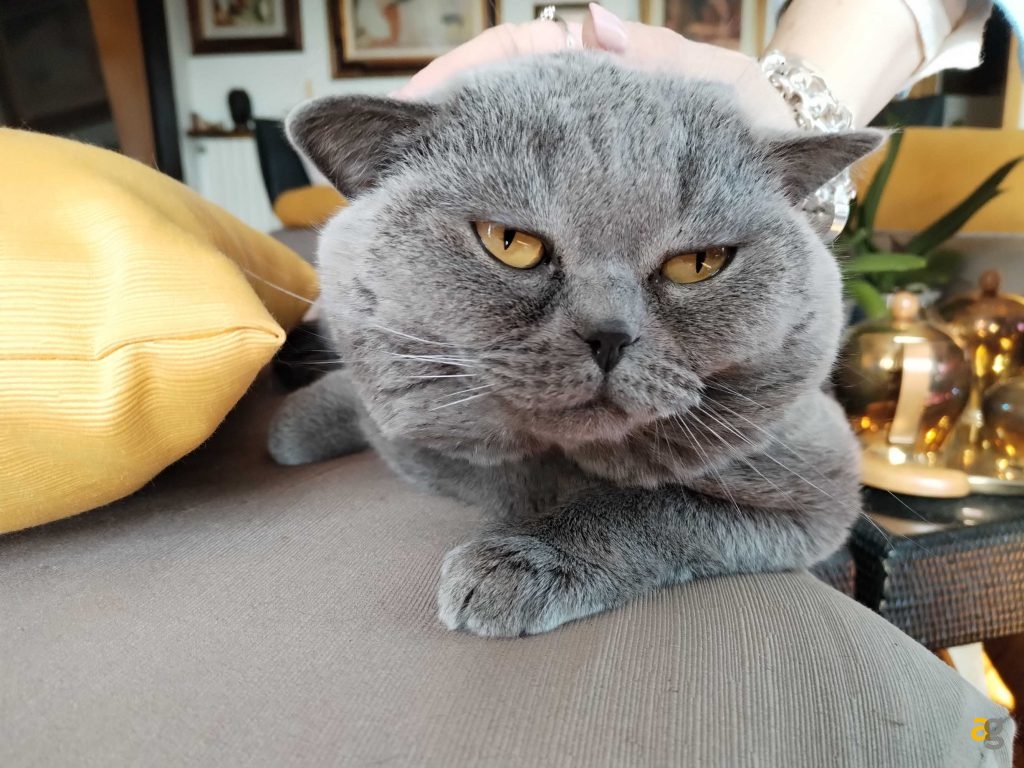 recensione-honor-magic5-lite