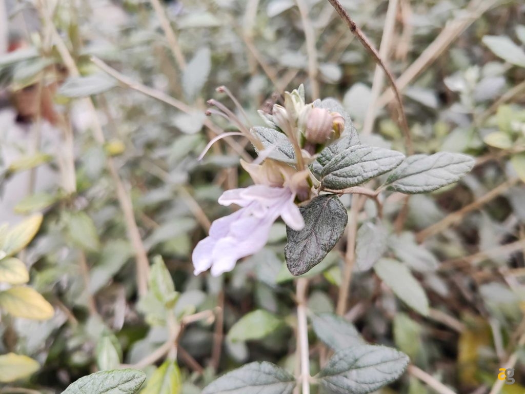 recensione-xiaomi-13-lite