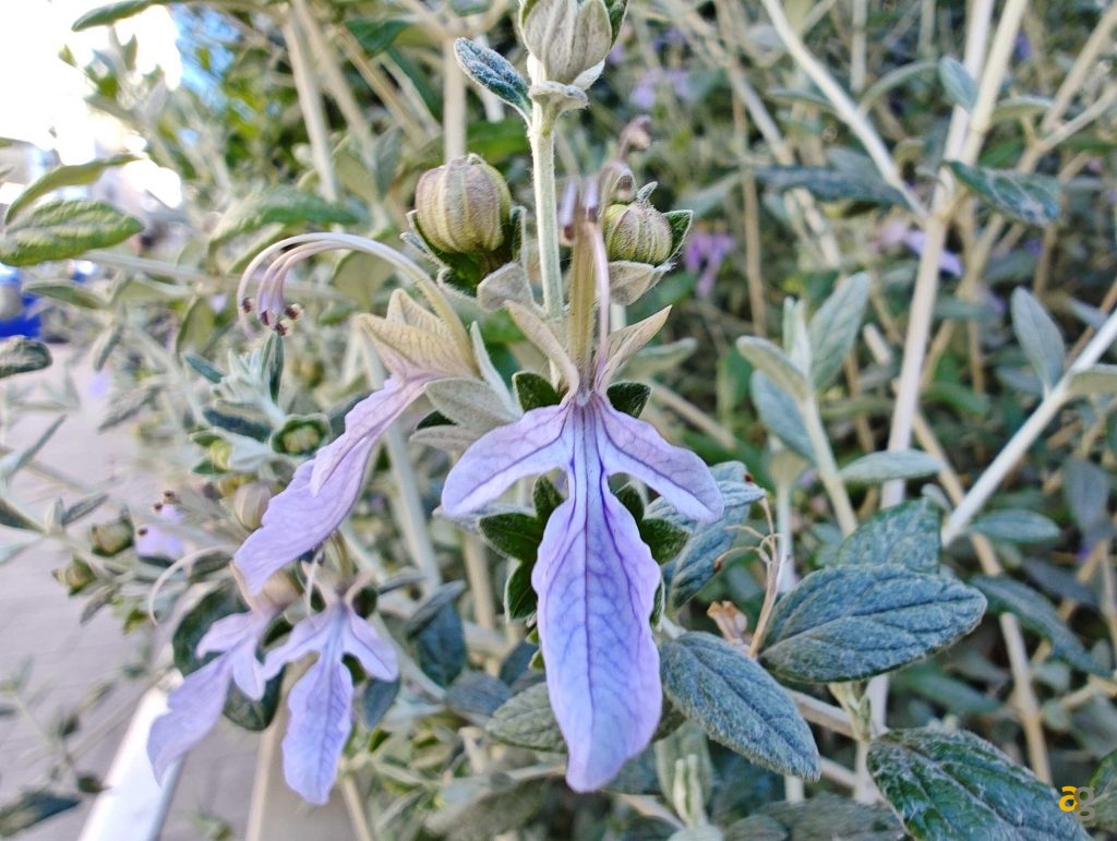 recensione-motorola-edge-40-pro