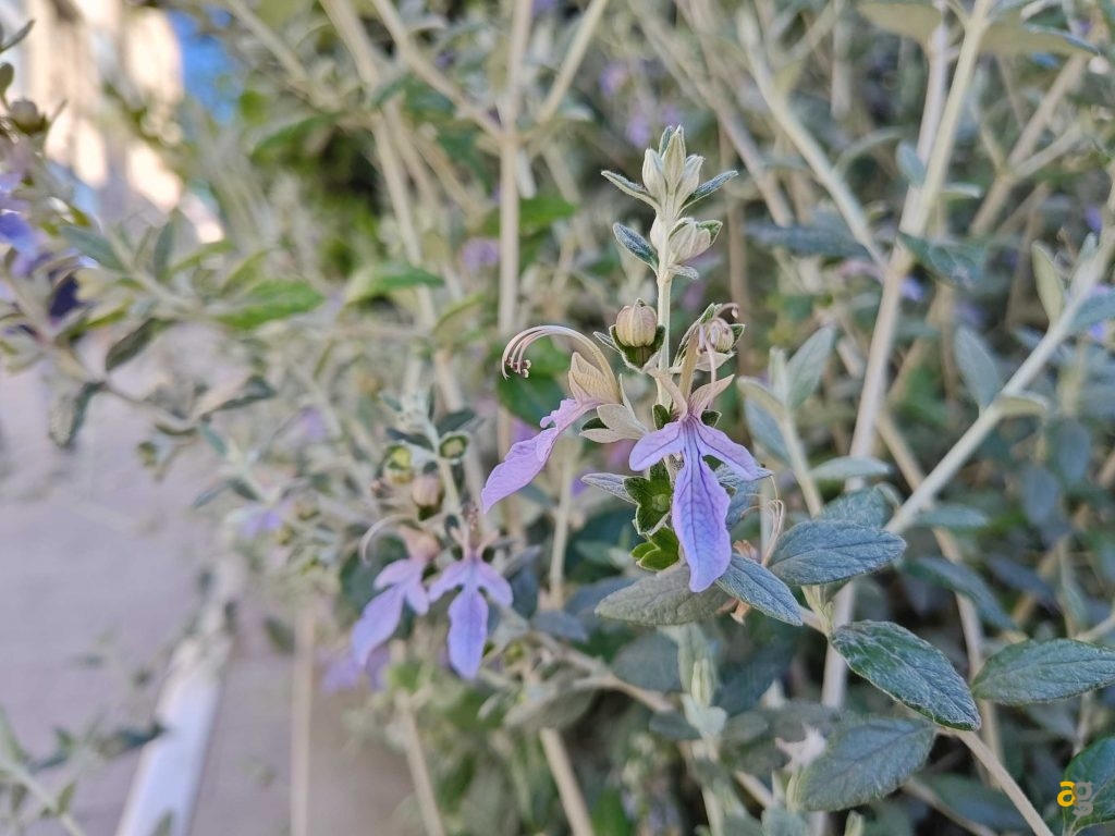 recensione-motorola-edge-40-pro