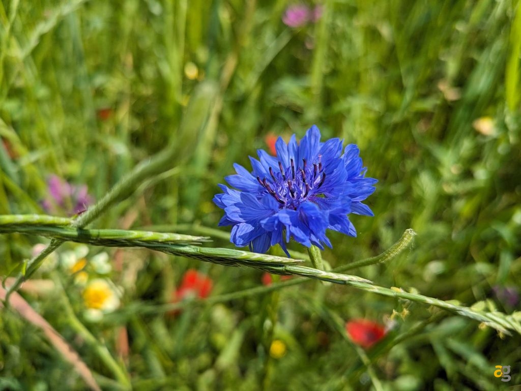 recensione-google-pixel-7a